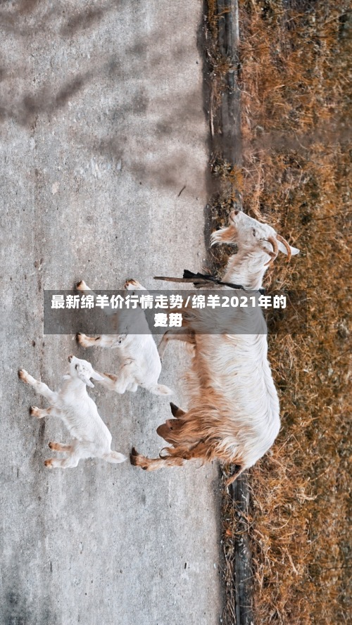 最新绵羊价行情走势/绵羊2021年的费用走势-第3张图片