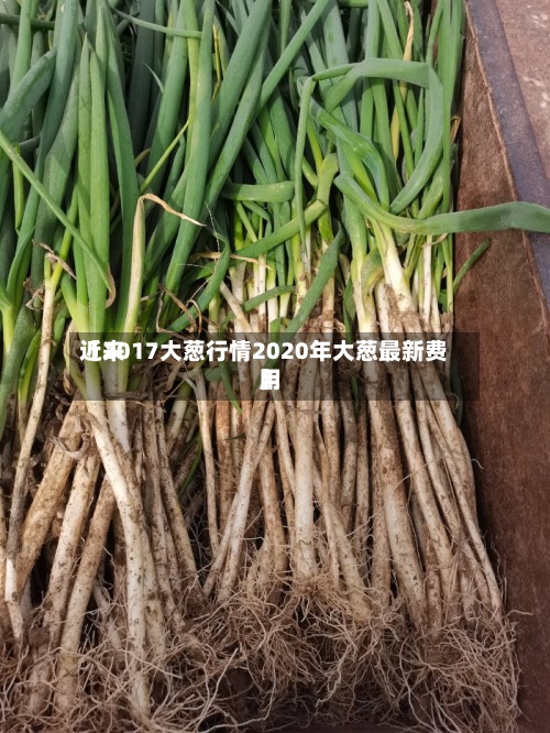 近来
【2017大葱行情2020年大葱最新费用
】-第2张图片