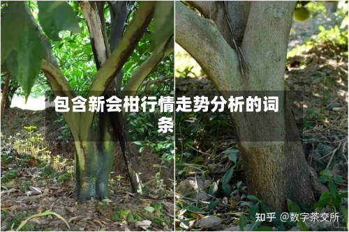 包含新会柑行情走势分析的词条-第2张图片
