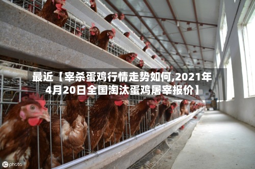 最近【宰杀蛋鸡行情走势如何,2021年4月20日全国淘汰蛋鸡屠宰报价】-第2张图片