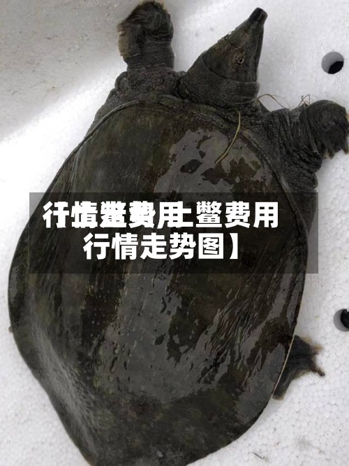 【土鳖费用行情走势,土鳖费用行情走势图】