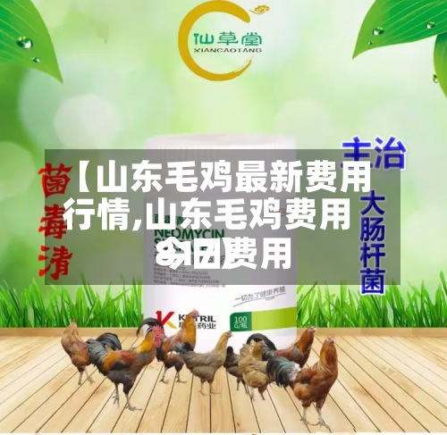【山东毛鸡最新费用行情,山东毛鸡费用今日费用817】