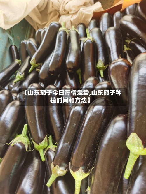 【山东茄子今日行情走势,山东茄子种植时间和方法】