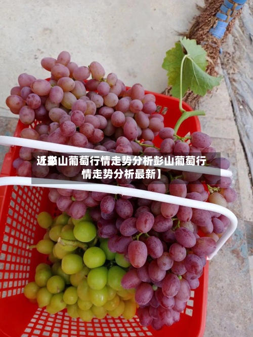 近来
【彭山葡萄行情走势分析彭山葡萄行情走势分析最新】-第2张图片