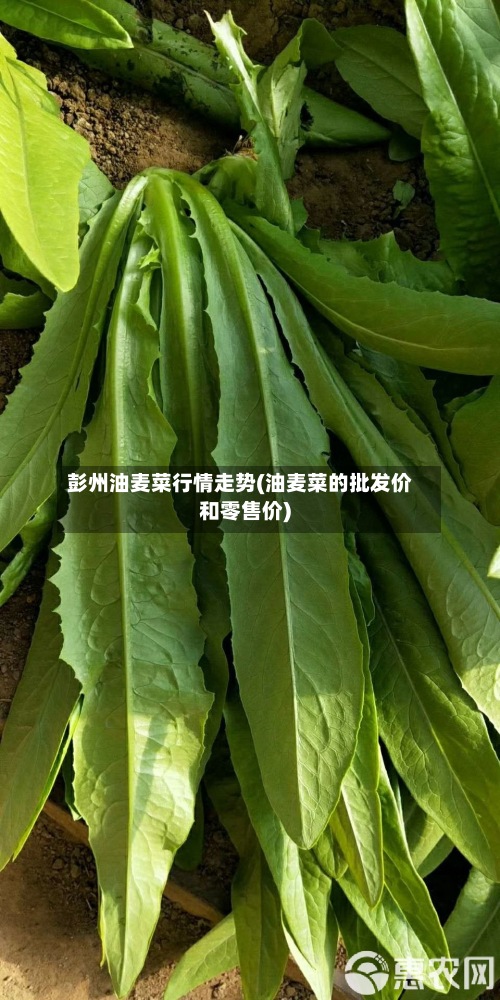 彭州油麦菜行情走势(油麦菜的批发价和零售价)-第2张图片