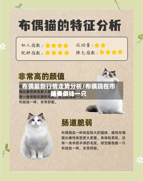 布偶最新行情走势分析/布偶现在市场费用
是多少钱一只