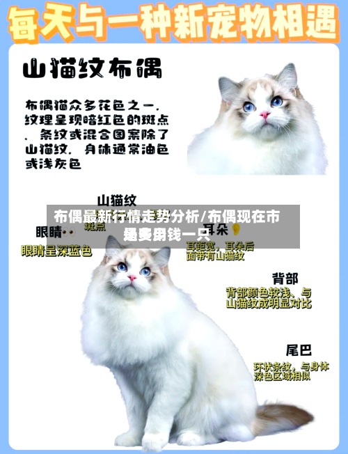 布偶最新行情走势分析/布偶现在市场费用
是多少钱一只-第3张图片