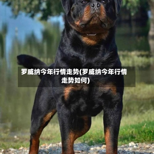 罗威纳今年行情走势(罗威纳今年行情走势如何)