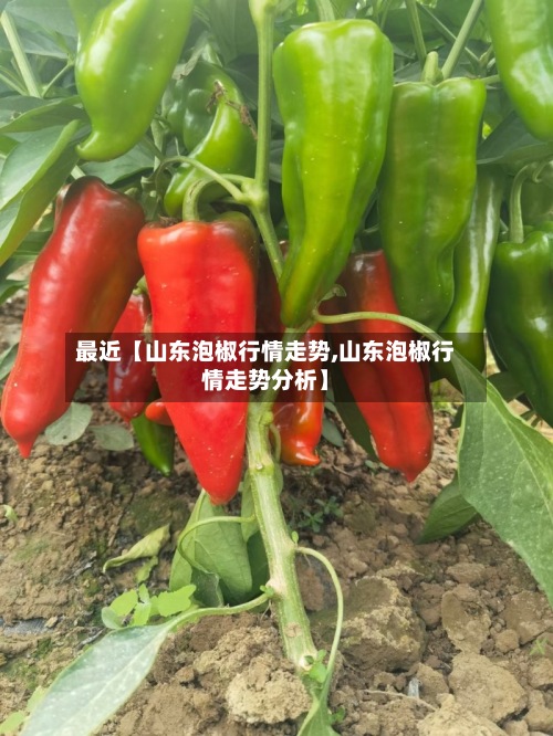 最近【山东泡椒行情走势,山东泡椒行情走势分析】