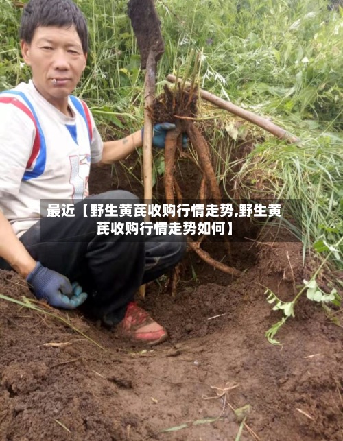 最近【野生黄芪收购行情走势,野生黄芪收购行情走势如何】