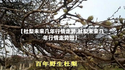 【杜梨未来几年行情走势,杜梨未来几年行情走势图】-第3张图片