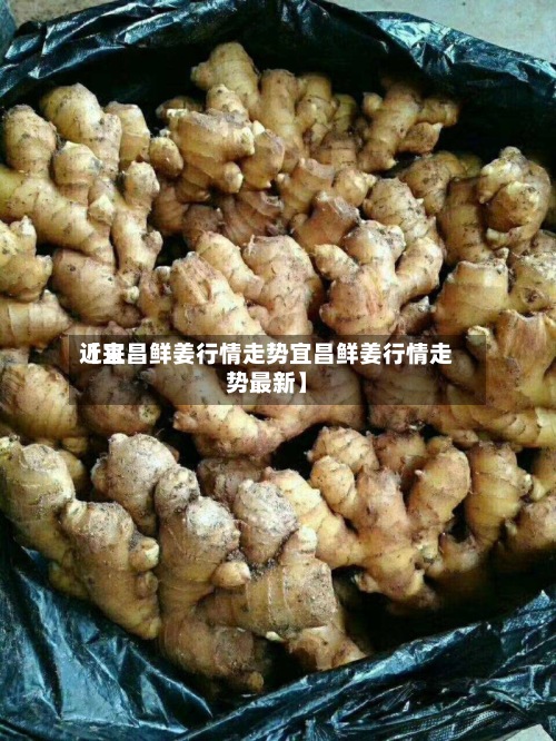 近来
【宜昌鲜姜行情走势宜昌鲜姜行情走势最新】