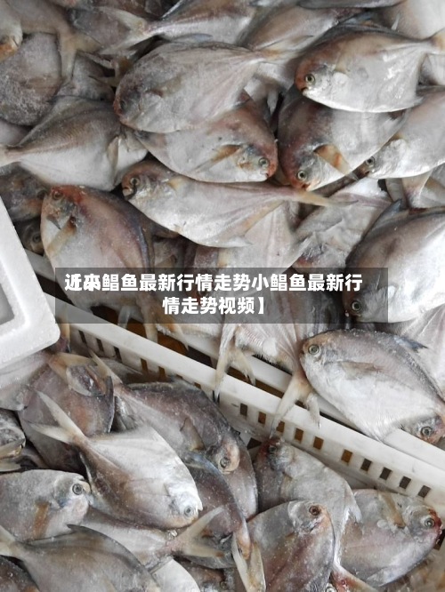近来【小鲳鱼最新行情走势小鲳鱼最新行情走势视频】-第3张图片
