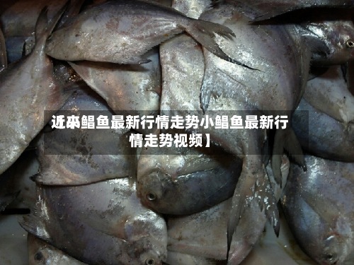 近来【小鲳鱼最新行情走势小鲳鱼最新行情走势视频】