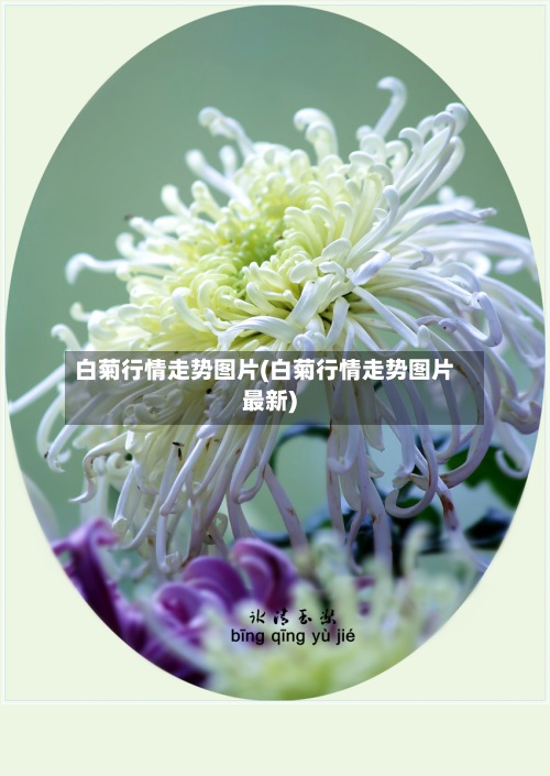 白菊行情走势图片(白菊行情走势图片最新)-第3张图片