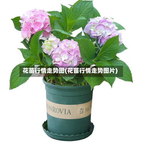 花苗行情走势图(花苗行情走势图片)-第2张图片