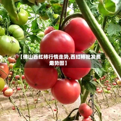 【佛山西红柿行情走势,西红柿批发费用走势图】