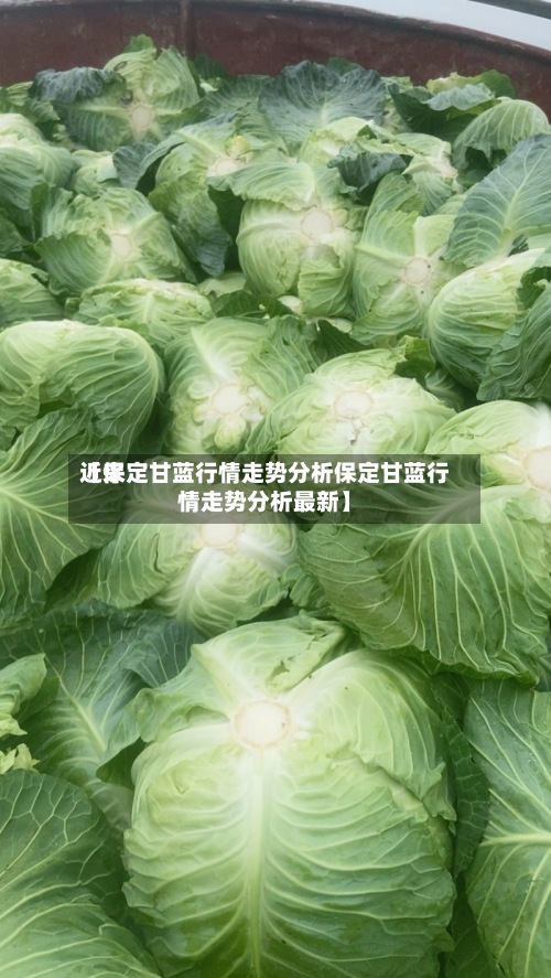 近来【保定甘蓝行情走势分析保定甘蓝行情走势分析最新】