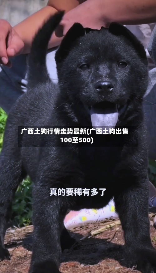 广西土狗行情走势最新(广西土狗出售100至500)