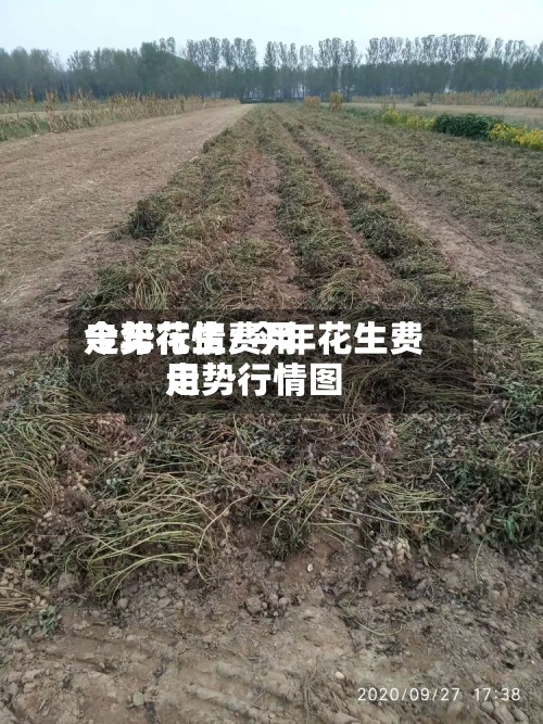 今年花生费用走势行情/今年花生费用走势行情图