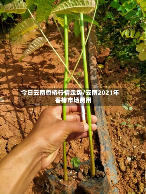 今日云南香椿行情走势/云南2021年香椿市场费用