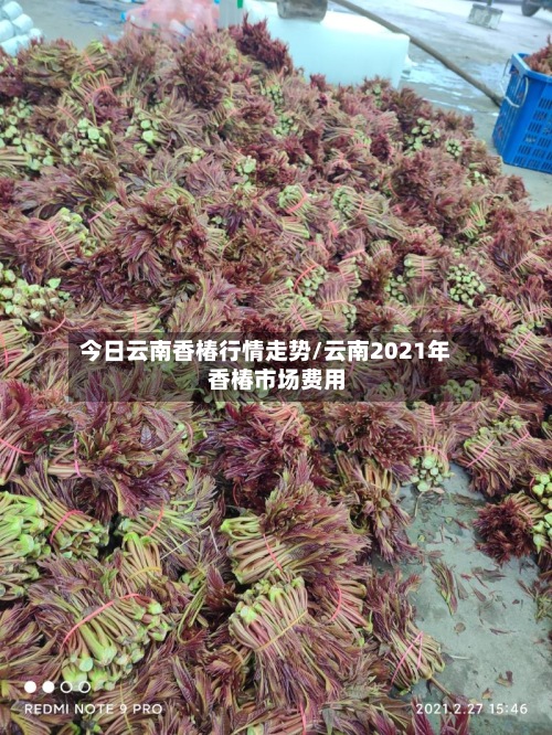今日云南香椿行情走势/云南2021年香椿市场费用
-第2张图片