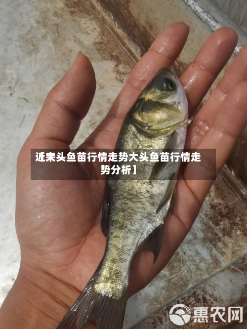 近来
【大头鱼苗行情走势大头鱼苗行情走势分析】