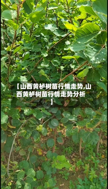 【山西黄栌树苗行情走势,山西黄栌树苗行情走势分析】