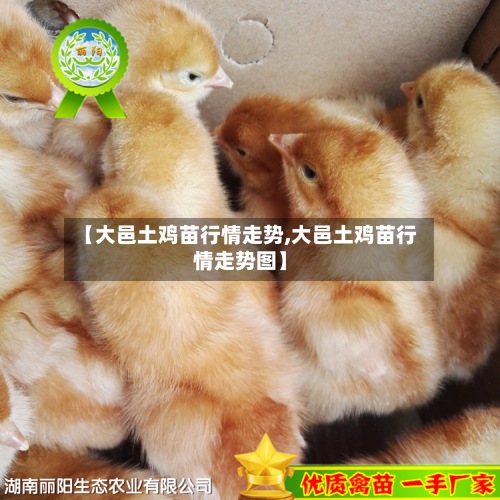 【大邑土鸡苗行情走势,大邑土鸡苗行情走势图】-第2张图片