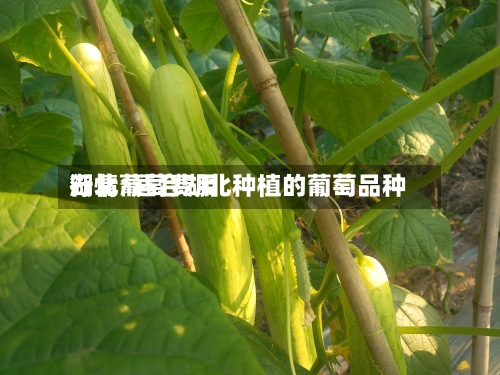 湖北葡萄费用行情/适合湖北种植的葡萄品种
