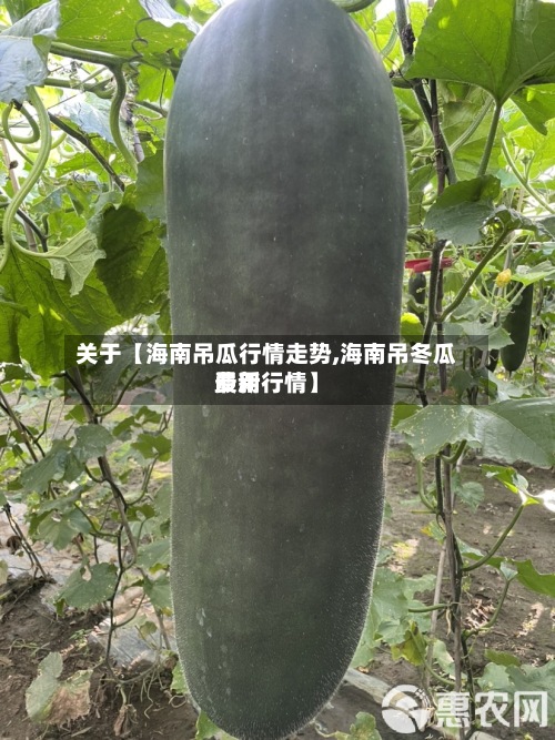 关于【海南吊瓜行情走势,海南吊冬瓜费用最新行情】