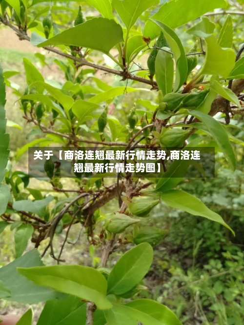 关于【商洛连翘最新行情走势,商洛连翘最新行情走势图】-第3张图片