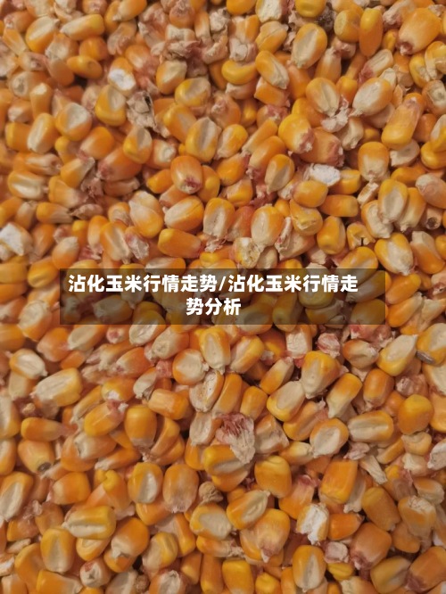 沾化玉米行情走势/沾化玉米行情走势分析-第2张图片
