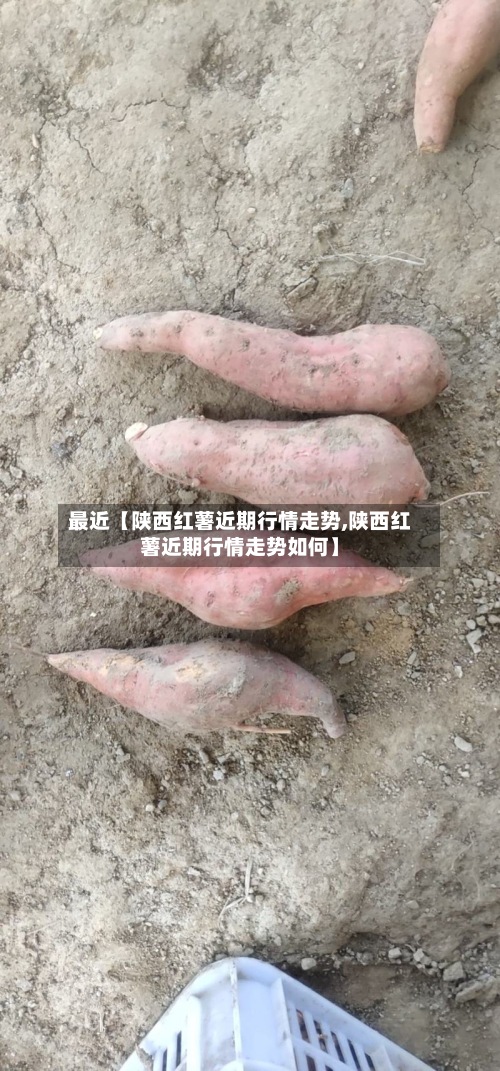 最近【陕西红薯近期行情走势,陕西红薯近期行情走势如何】