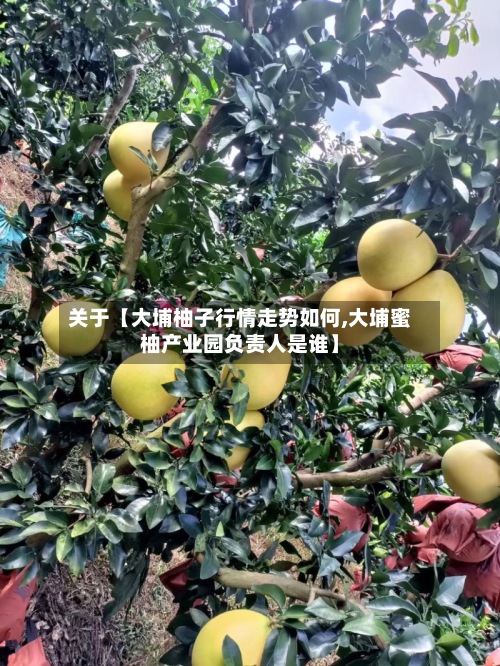 关于【大埔柚子行情走势如何,大埔蜜柚产业园负责人是谁】-第3张图片