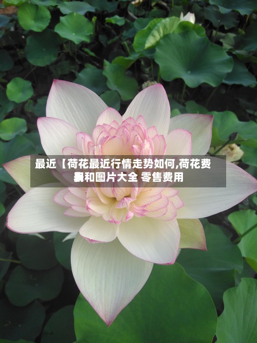 最近【荷花最近行情走势如何,荷花费用
表和图片大全 零售费用
】