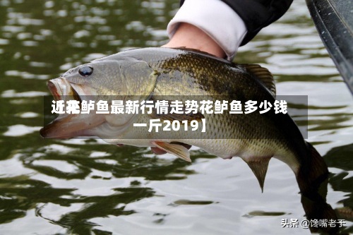 近来
【花鲈鱼最新行情走势花鲈鱼多少钱一斤2019】-第3张图片