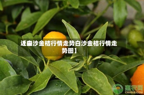 近来【白沙金桔行情走势白沙金桔行情走势图】