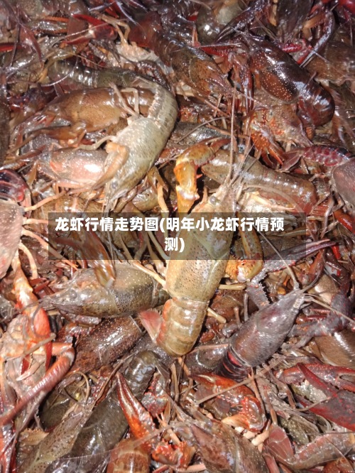 龙虾行情走势图(明年小龙虾行情预测)
