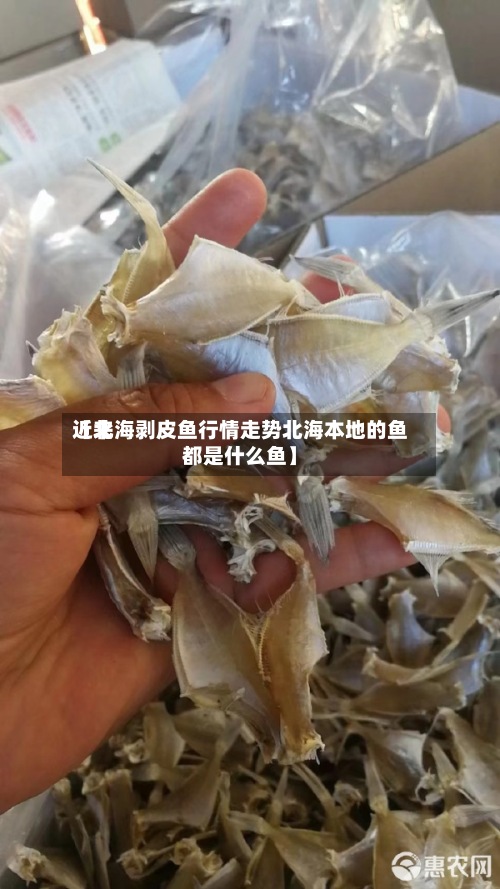 近来
【北海剥皮鱼行情走势北海本地的鱼都是什么鱼】