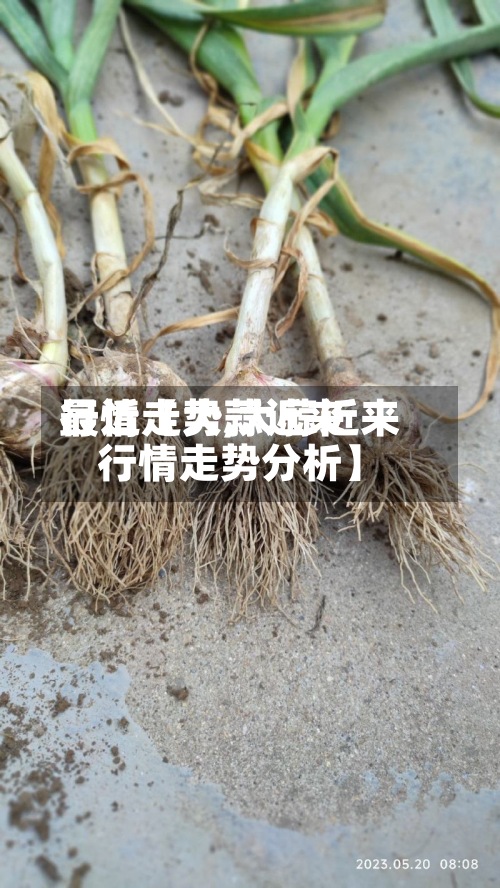 最近【大蒜近来
行情走势,大蒜近来
行情走势分析】-第3张图片
