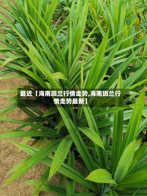 最近【海南斑兰行情走势,海南斑兰行情走势最新】-第2张图片