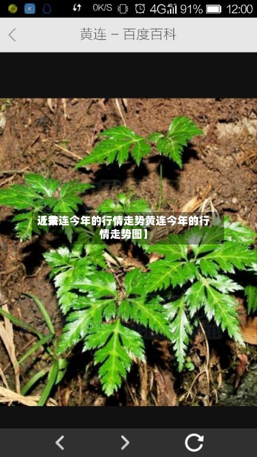 近来
【黄连今年的行情走势黄连今年的行情走势图】