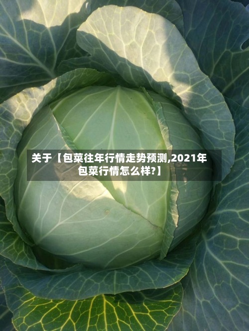 关于【包菜往年行情走势预测,2021年包菜行情怎么样?】-第3张图片