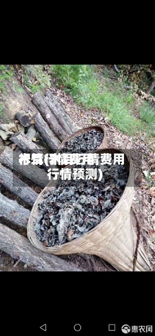 木耳行情费用行情(木耳行情费用行情预测)