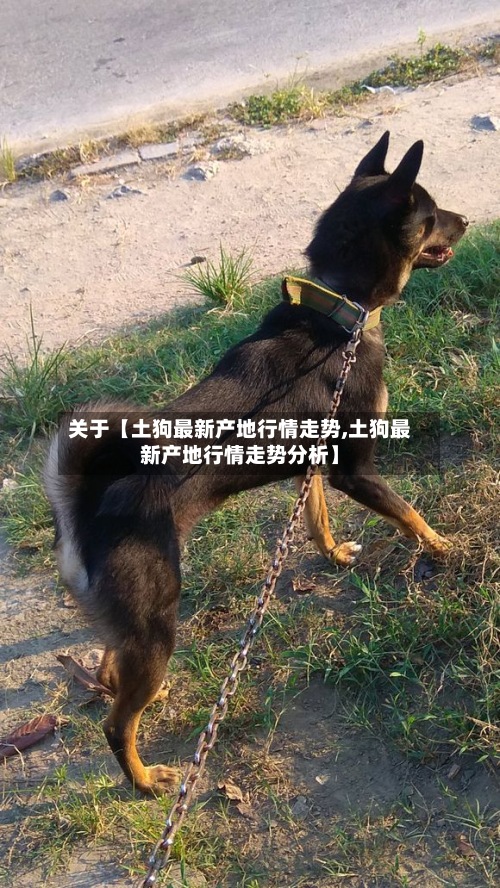 关于【土狗最新产地行情走势,土狗最新产地行情走势分析】-第2张图片
