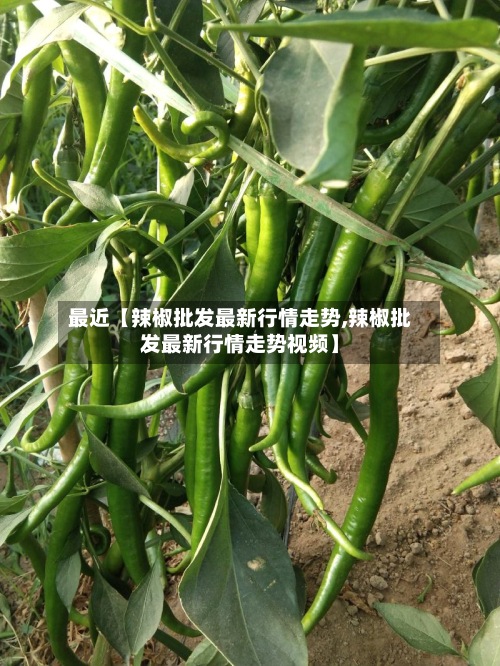 最近【辣椒批发最新行情走势,辣椒批发最新行情走势视频】