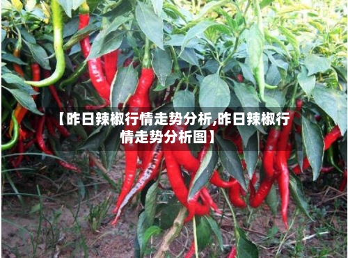 【昨日辣椒行情走势分析,昨日辣椒行情走势分析图】