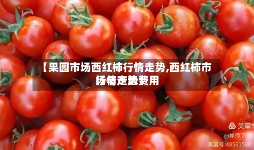 【果园市场西红柿行情走势,西红柿市场与产地费用
行情走势】