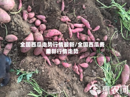全国西瓜走势行情最新/全国西瓜费用
最新行情走势-第3张图片